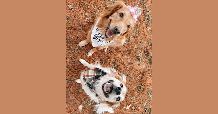 Marley, a Golden Retriever tested with EmbarkVet.com