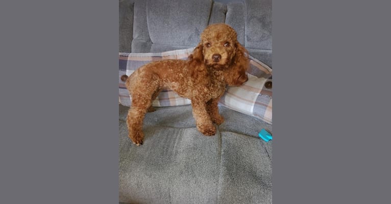 Ruby, a Poodle (Small) tested with EmbarkVet.com