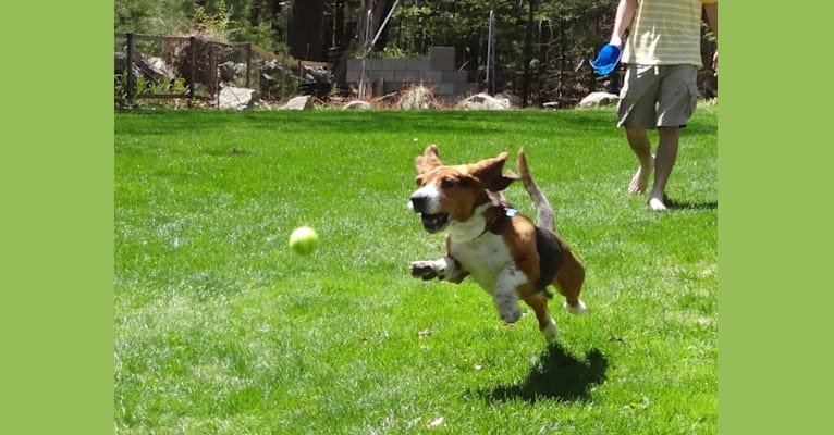 Teddy, a Basset Hound tested with EmbarkVet.com