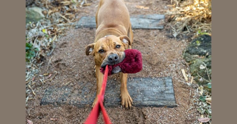 Ginger Ninja, a Staffordshire Bull Terrier and Boxer mix tested with EmbarkVet.com