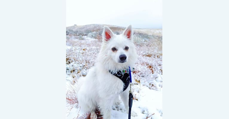 Quill, an American Eskimo Dog tested with EmbarkVet.com