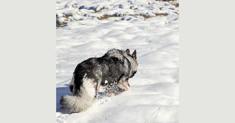 Ravyn, a Shiloh Shepherd tested with EmbarkVet.com