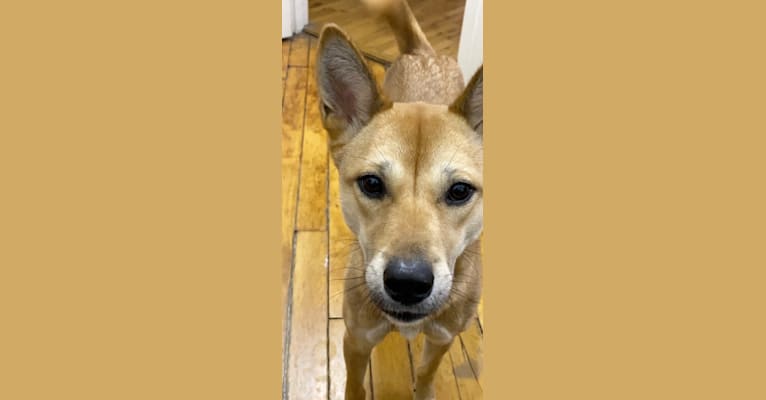 Ava, a Jindo and Japanese or Korean Village Dog mix tested with EmbarkVet.com