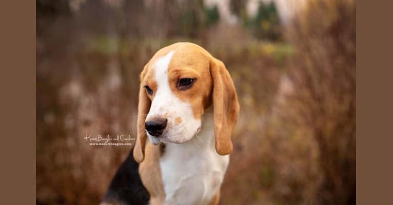 Winston, a Beagle tested with EmbarkVet.com