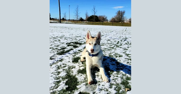 Photo of Kody Chasky, a Siberian Husky and American Pit Bull Terrier mix in Texas, USA