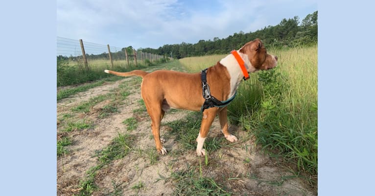 Buddy, an American Pit Bull Terrier and American Bulldog mix tested with EmbarkVet.com