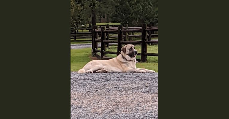 Turk, a Great Pyrenees and Anatolian Shepherd Dog mix tested with EmbarkVet.com