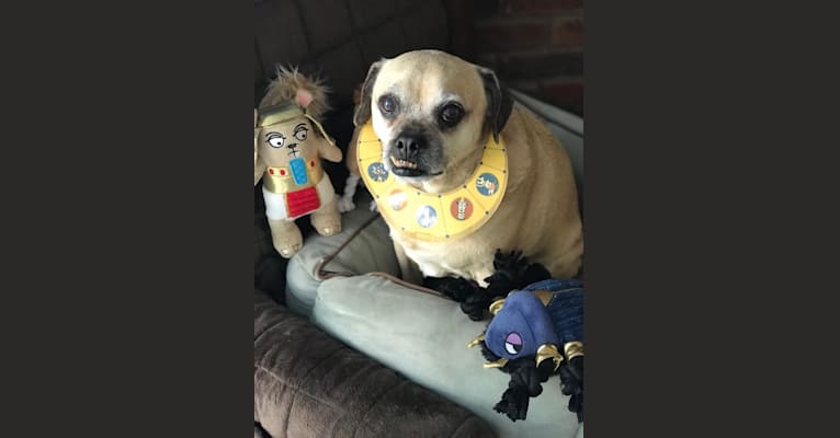 Zeus, a Pug and Rat Terrier mix tested with EmbarkVet.com
