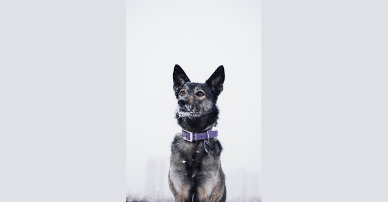 Mila, an European Village Dog tested with EmbarkVet.com
