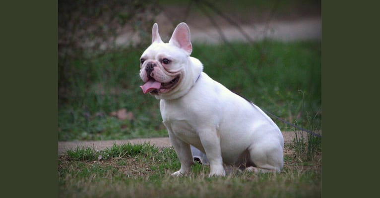 Photo of REMY, a French Bulldog 