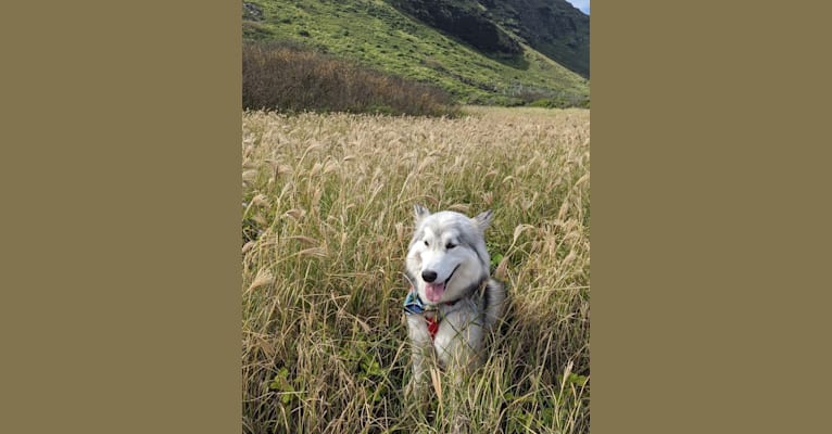 Thea, an Alaskan Malamute and Siberian Husky mix tested with EmbarkVet.com