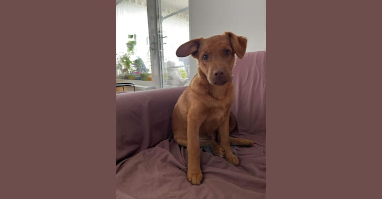 Luca, an Eastern European Village Dog tested with EmbarkVet.com