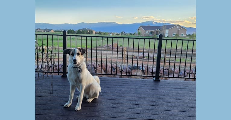 Casper, a Great Pyrenees and German Shepherd Dog mix tested with EmbarkVet.com