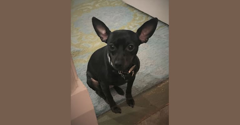 Lilly, a Miniature Pinscher and Chihuahua mix tested with EmbarkVet.com