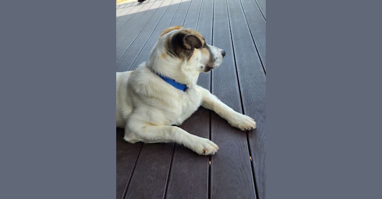 Photo of Casper, a Great Pyrenees and German Shepherd Dog mix in Texas, USA