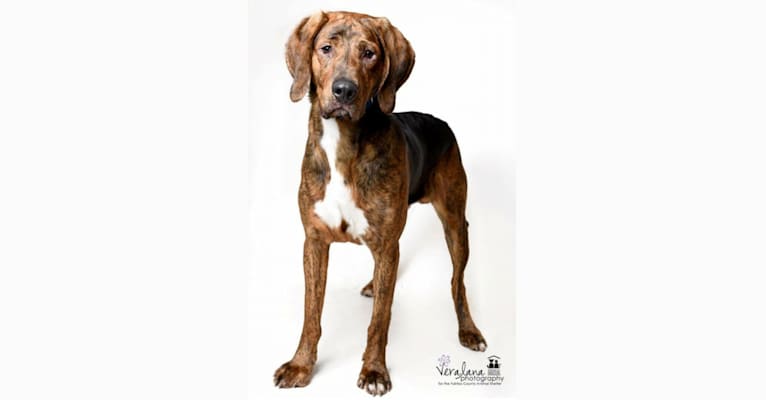 Copper, a Plott and Treeing Walker Coonhound mix tested with EmbarkVet.com
