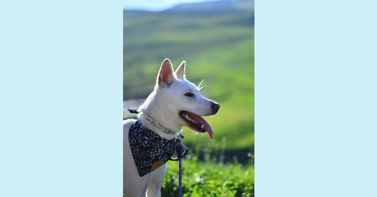 Korra, a Japanese or Korean Village Dog tested with EmbarkVet.com