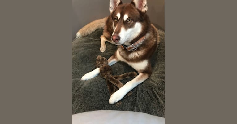 Brady, a Siberian Husky and German Shepherd Dog mix tested with EmbarkVet.com