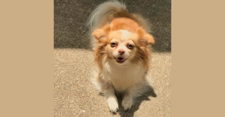 Stampi, a Chihuahua tested with EmbarkVet.com