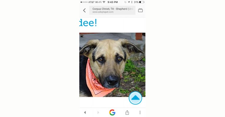 Kodee, a German Shepherd Dog and Basset Hound mix tested with EmbarkVet.com