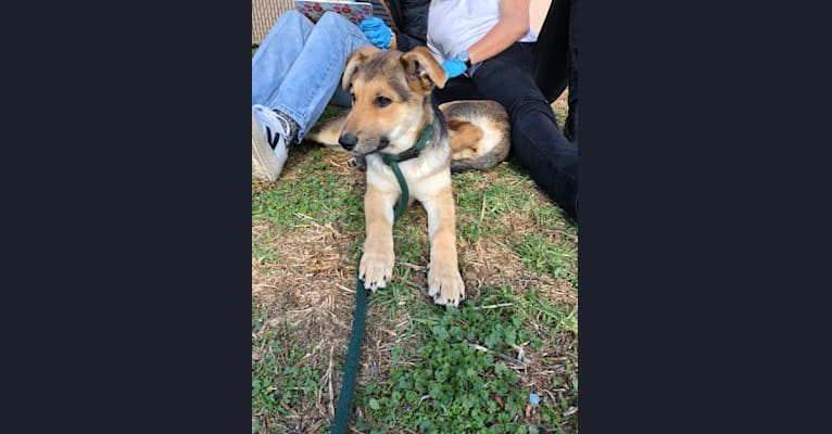 Shainee, a German Shepherd Dog and Australian Cattle Dog mix tested with EmbarkVet.com