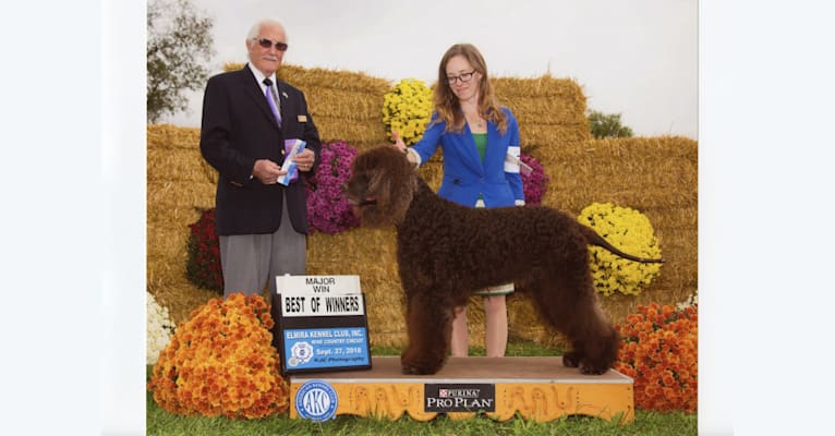 Ruairi, an Irish Water Spaniel tested with EmbarkVet.com