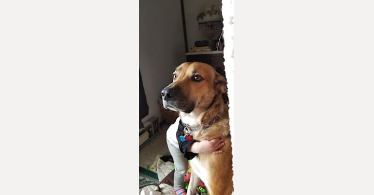Clyde, a Great Pyrenees and Border Collie mix tested with EmbarkVet.com