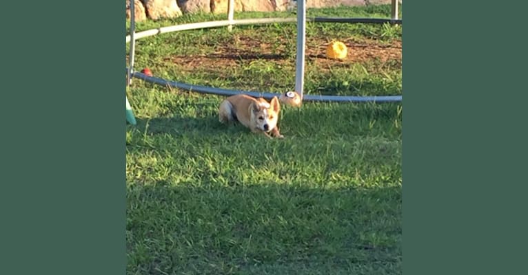 Chamonix, an Australian Cattle Dog and Australian Kelpie mix tested with EmbarkVet.com