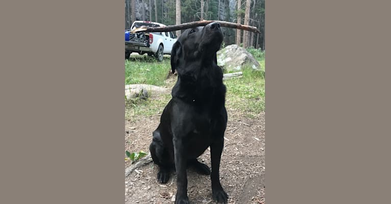 Buster, a Labrador Retriever tested with EmbarkVet.com
