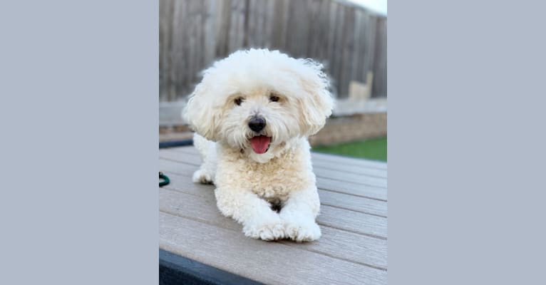 Jameson, a Lhasa Apso and Poodle (Small) mix tested with EmbarkVet.com