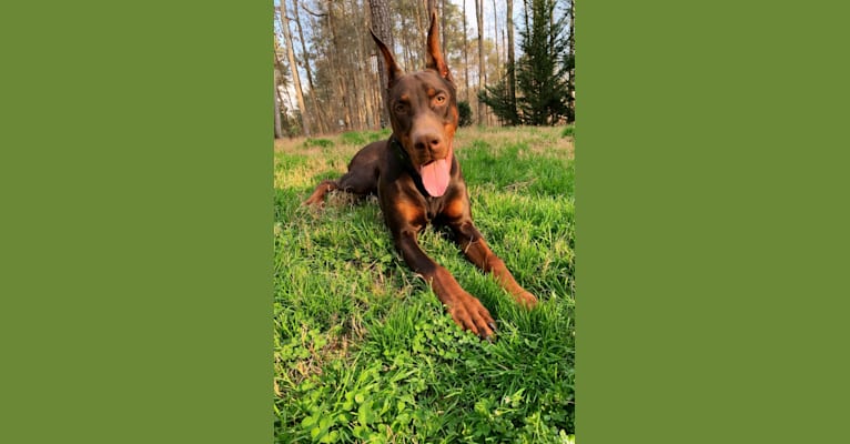 Tanner’s Forged in Fire “Brixx”, a Doberman Pinscher tested with EmbarkVet.com