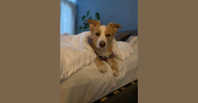 Photo of Bao, a Russell-type Terrier, German Shepherd Dog, Beagle, Golden Retriever, Boxer, and Mixed mix in San Diego, California, USA