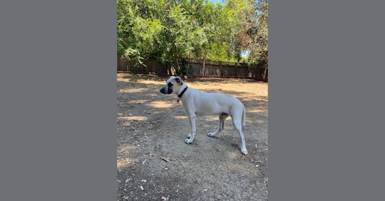 Photo of Dante, a German Shepherd Dog, American Pit Bull Terrier, and American Bulldog mix in Humane Society Silicon Valley, Ames Avenue, Milpitas, CA, USA