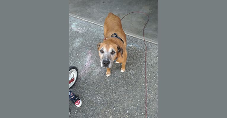 Cassie, a Boxer and Australian Cattle Dog mix tested with EmbarkVet.com