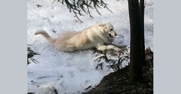 Little Bear, a Golden Retriever and Siberian Husky mix tested with EmbarkVet.com