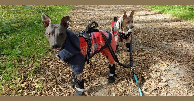 Dante, an American Hairless Terrier tested with EmbarkVet.com