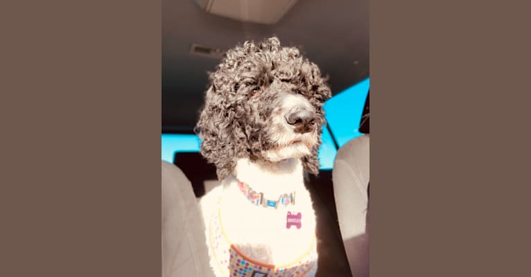 Benjamin Benji Bentley Benson, a Poodle (Standard) tested with EmbarkVet.com