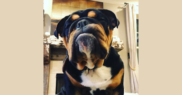 Photo of Steve, a Bulldog  in Cincinnati, Ohio, USA