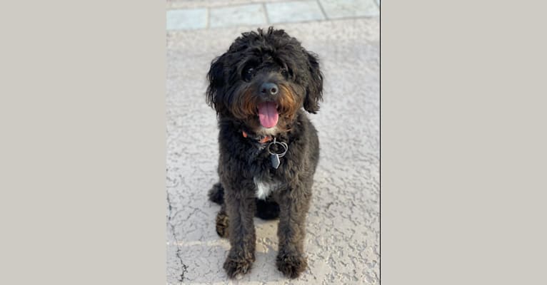 Jude, an Aussiedoodle tested with EmbarkVet.com