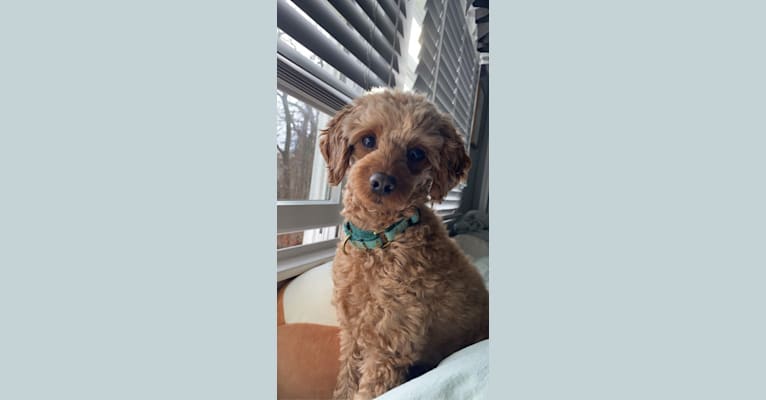 tucker, a Poodle (Small) and Cocker Spaniel mix tested with EmbarkVet.com