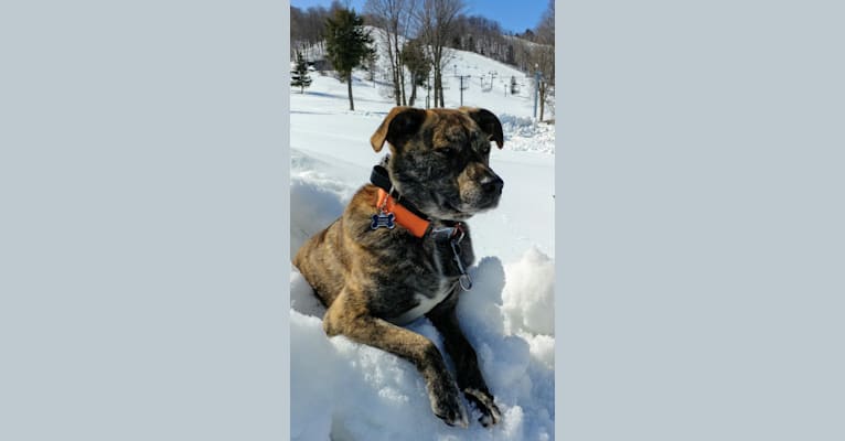 Roadie, a Labrador Retriever and Rottweiler mix tested with EmbarkVet.com