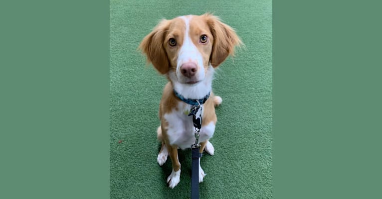 Brittany beagle mix sales