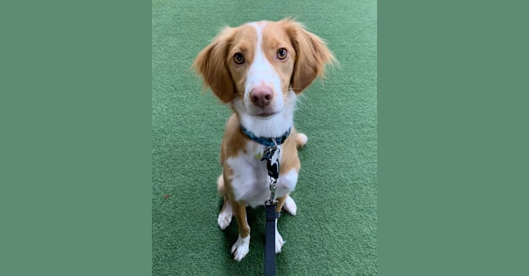 Rusty, a Brittany and Beagle mix tested with EmbarkVet.com