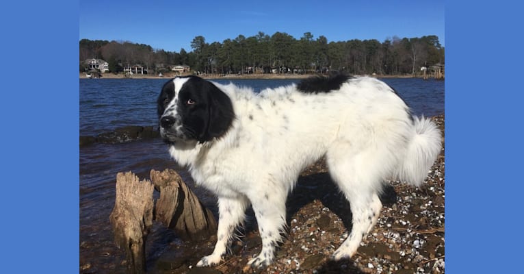 Half newfoundland half great hot sale pyrenees