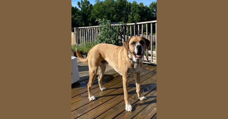 Scout, a Great Pyrenees and Treeing Walker Coonhound mix tested with EmbarkVet.com