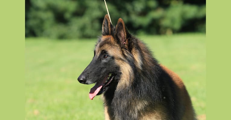 Sailor, a Belgian Shepherd tested with EmbarkVet.com