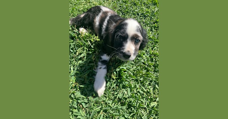 Vaquita, a Cocker Spaniel tested with EmbarkVet.com