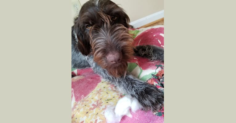 River, a Wirehaired Pointing Griffon tested with EmbarkVet.com