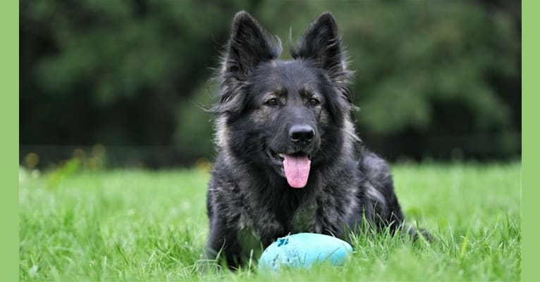 Charu-Joy v Camelot, a German Shepherd Dog tested with EmbarkVet.com