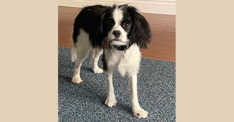 Zorro, a Cavalier King Charles Spaniel and Japanese Chin mix tested with EmbarkVet.com